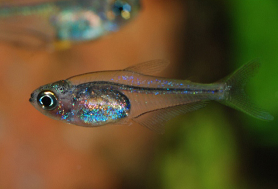 Adult female.