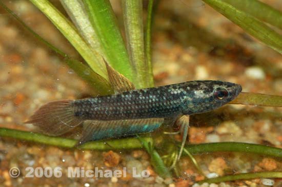 Wild-collected individual exhibiting stress colour pattern.