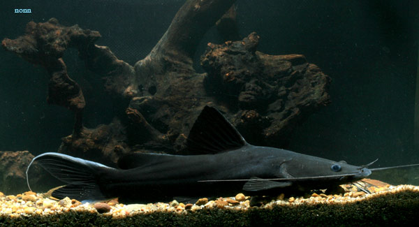 Subadult specimen measuring approximately 230 mm SL collected from the Chao Phraya River, Nakhon Sawan Province, Thailand.