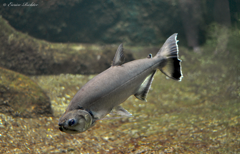 Subadult individual in the aquarium.