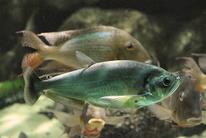 Adult specimen.