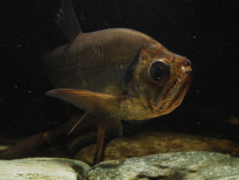 Detail of head and anterior portion of body.