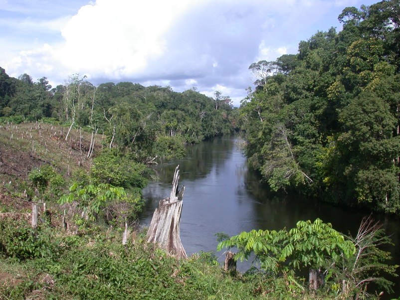 This species is known from the rio Tiquié, an affluent in the rio Negro basin, Amazonas state, Brazil.