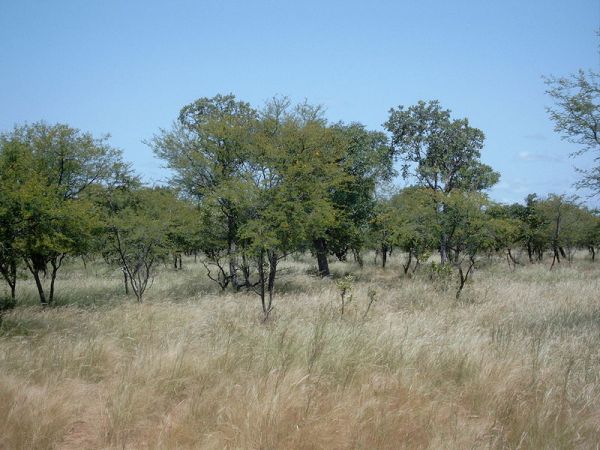 Acacia savanna in Burkina Faso