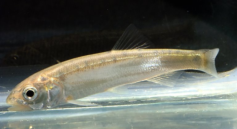 Subadult from northern West Bengal state, India.