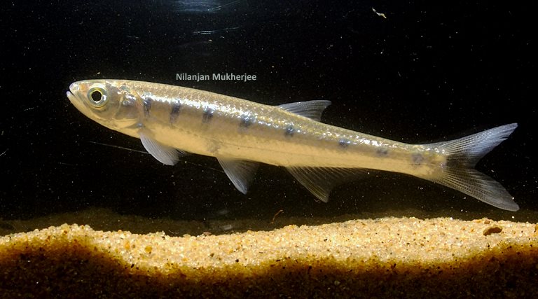 Specimen collected from the Sankosh river at Ghorani, West Bengal state, northeastern India.