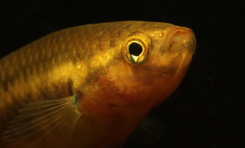 Head detail of female.