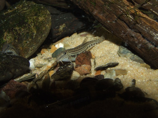C. sp. 1 is probably collected in Taiwan