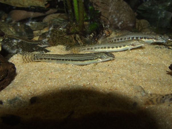 C. sp. 1 was initially imported as Misgurnus anguillicaudatus