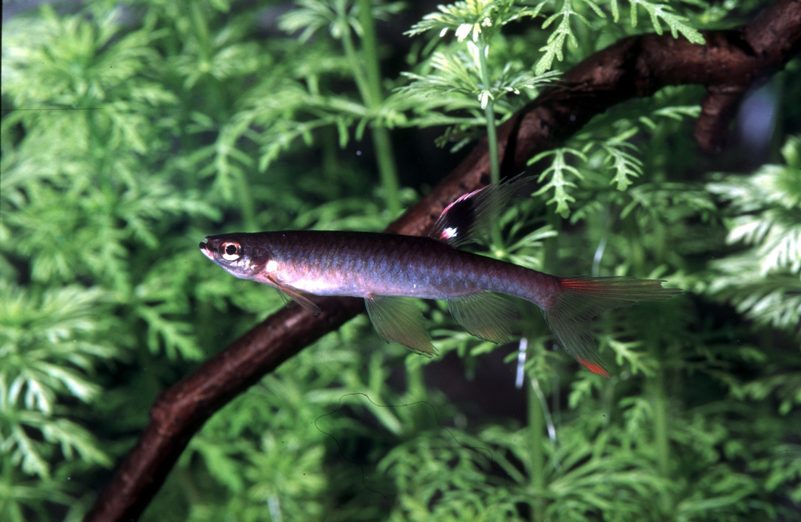 Adult male individual.