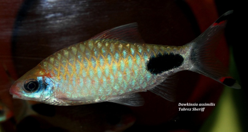 Probable adult female.