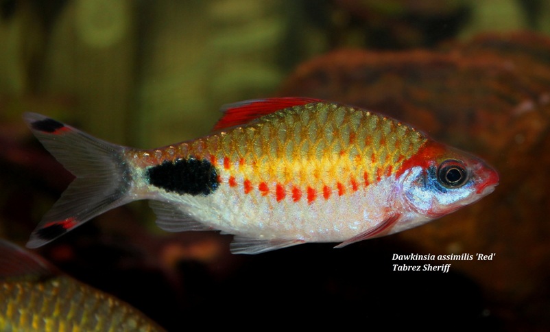 Adult male individual of the 'red' form (see 'Notes').