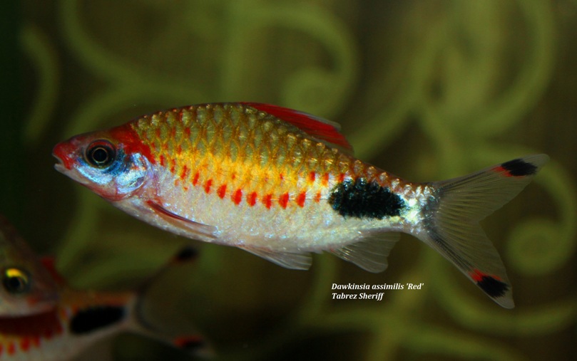 Adult male of the 'red' form.