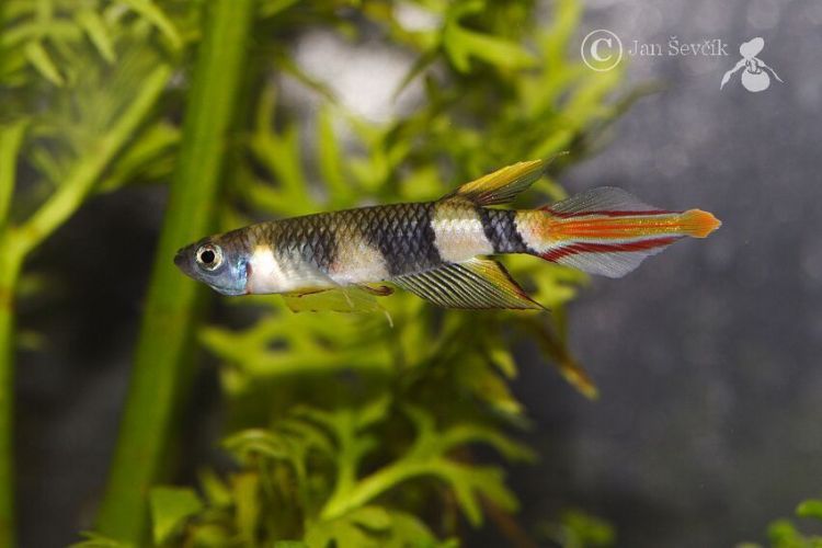 Adult male of a population with yellow markings in the pelvic, dorsal, and anal fins.