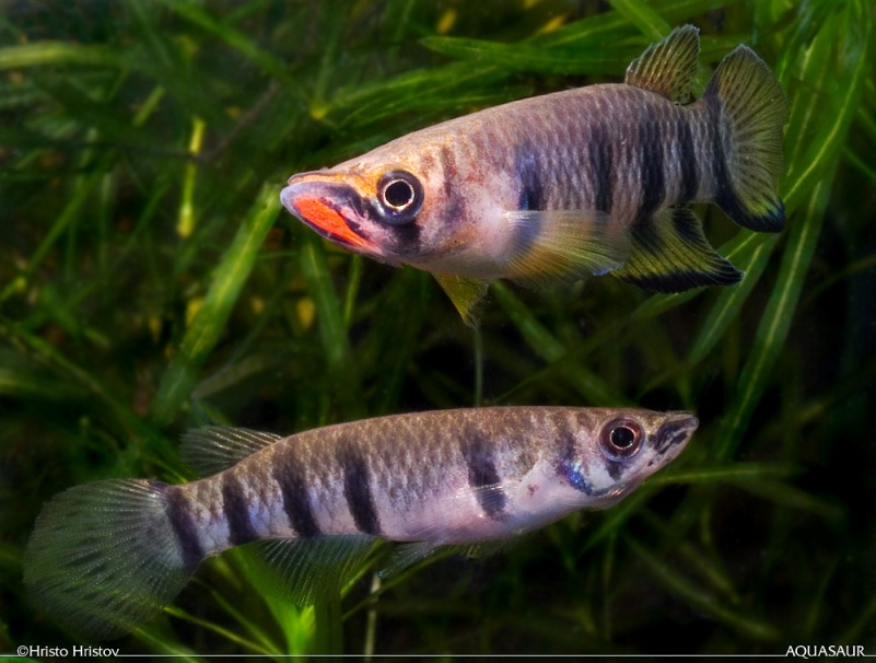 Adult pair from Monrovia, male at top.