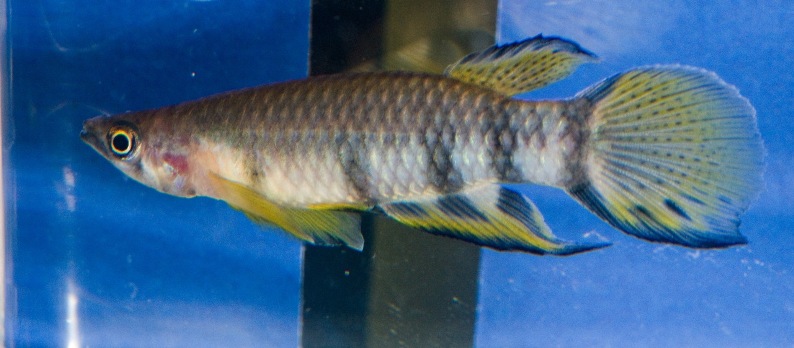 Adult male of the form without a red throat (ex-E. dageti dageti).