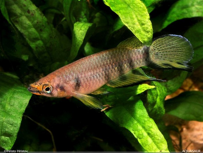 Adult male; Harbel population (ex-E. dageti monroviae).