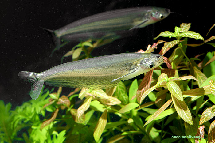 This species has probably appeared in the trade under the name of its close relative K. cryptopterus.