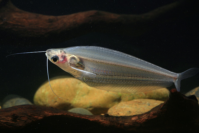 Wild specimen from Thailand.