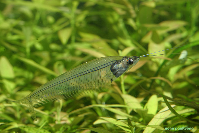 This species was finally described in 2013 after years of misidentification.
