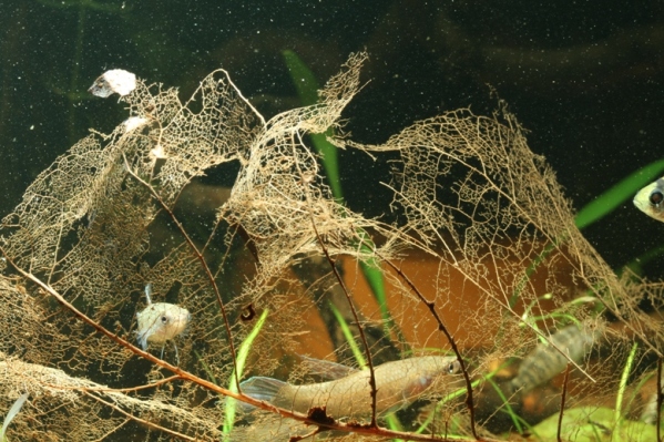 Leaves can be left in the aquarium to break down and will not harm livestock