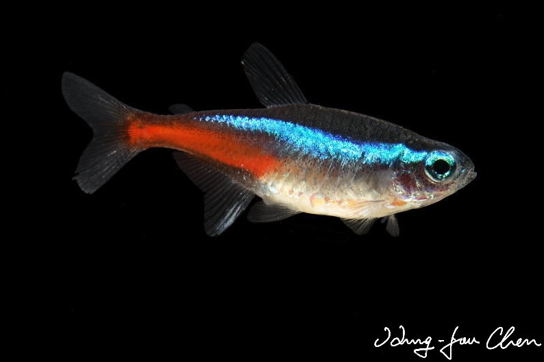 Adult individual from the aquarium trade.