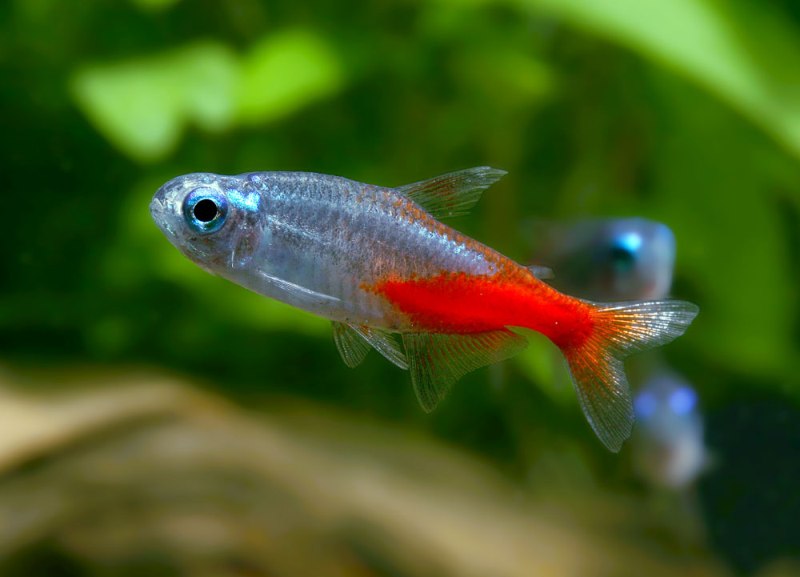 Selectively-bred 'diamond' strain.