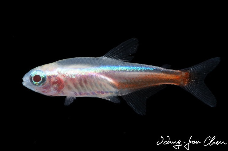 Selectively-bred albino strain.