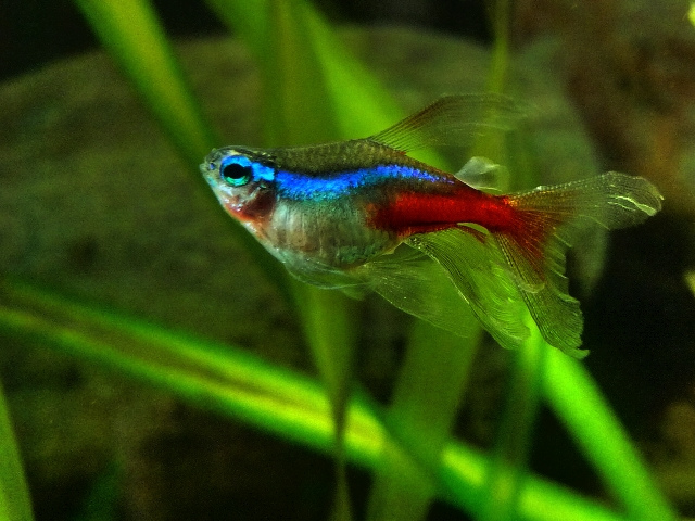 Selectively-bred 'long-finned balloon' strain.