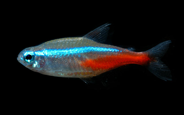 Adult female.
