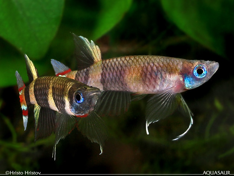 Males spar for dominance on a regular basis although they rarely harm one another.
