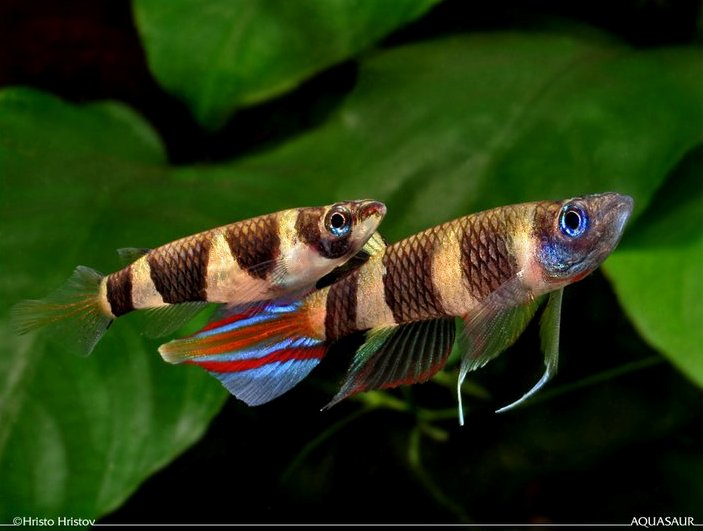 Adult pair, female on left.