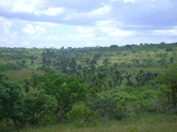 'Cerrada' savanna in Minas Gerais state, Brazil