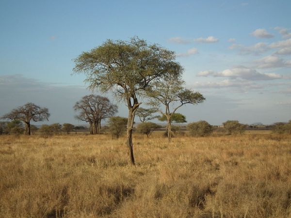 Open savanna in Tanzania