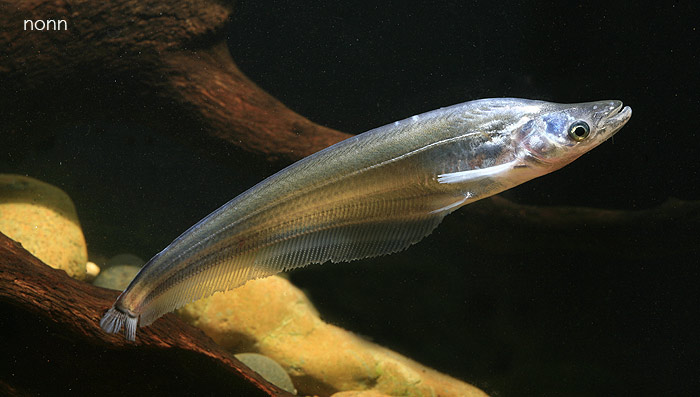 Subadult individual from Thailand.