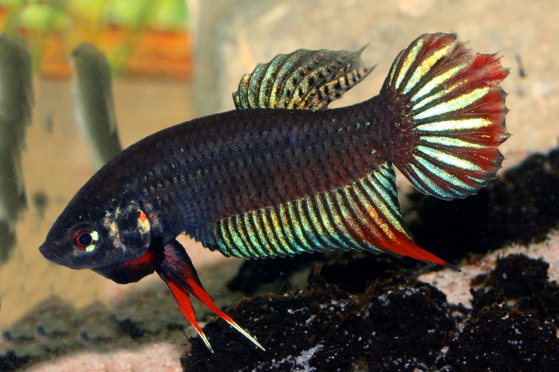 Adult male specimen from Vietnam; aggressive mood.
