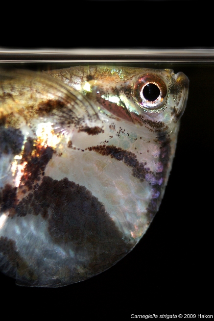 Detail of head and anterior portion of body.