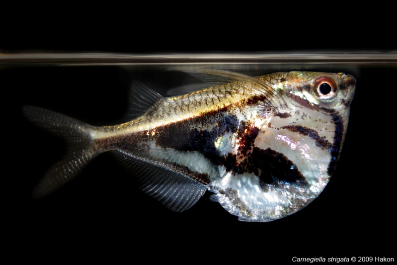 This species' colour pattern is variable and several putative subspecies have been named in the past.
