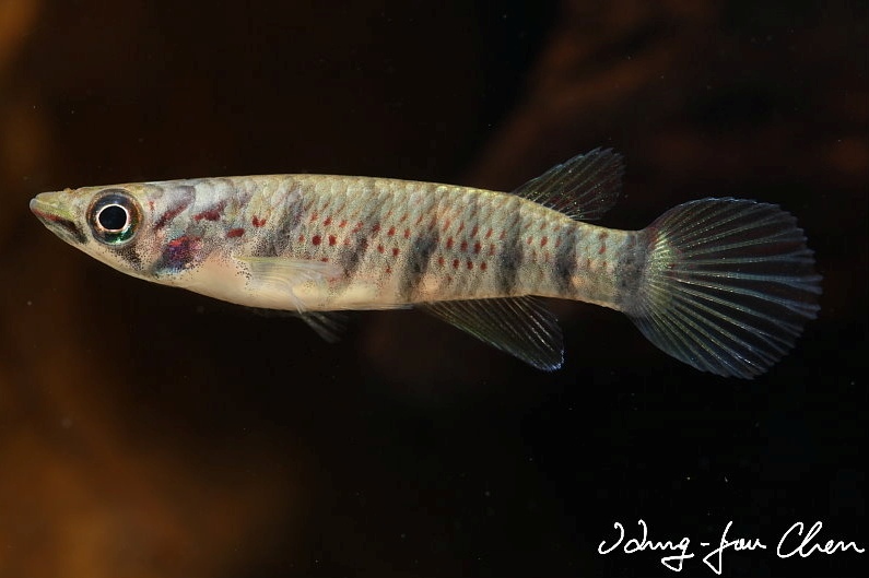 Subadult from the aquarium trade.