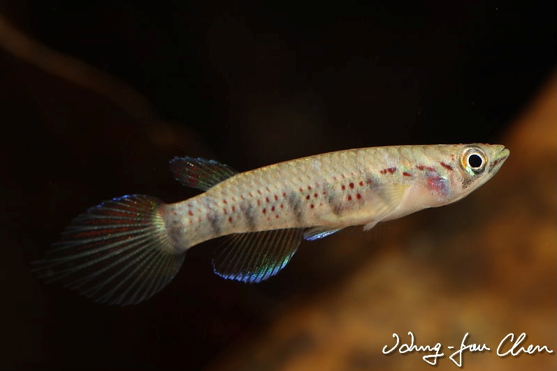 Subadult from the aquarium trade.
