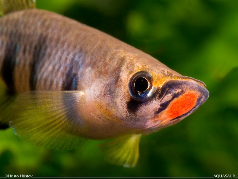 Detail of head and anterior portion of body; Monrovia population.