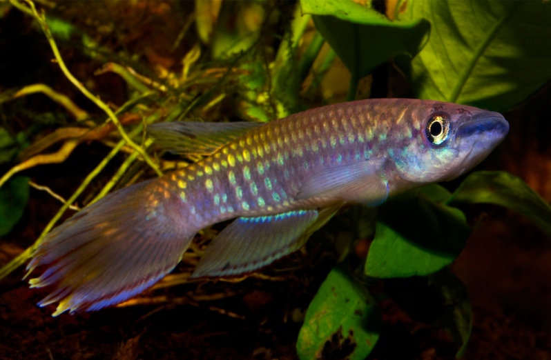 Adult male from Conakry.