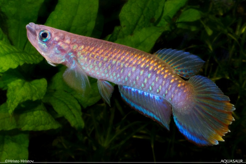 Adult male; Malifou population.