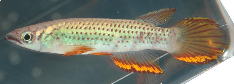 Adult male from Bissiang, Cameroon.