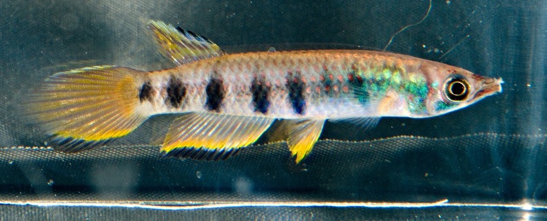 Young adult male, 'Elon' population.