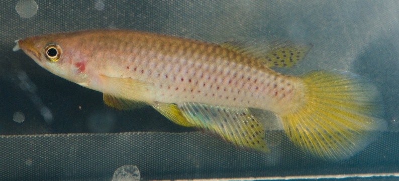 Adult male of the putative subspecies E. sexfasciatus togolensis.