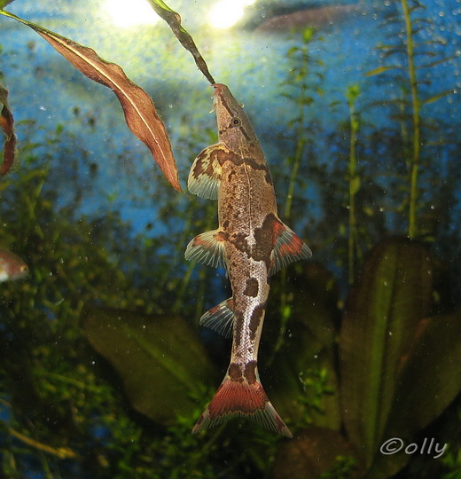 Some specimens appear to enjoy 'hovering' in a vertical position against flowing water.