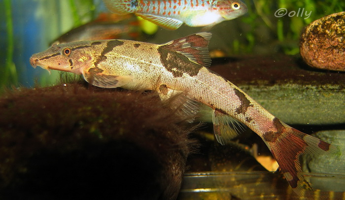 Probable male specimen post-feeding hence swollen belly.