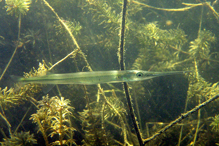 Specimen in its natural habitat, Khwae Noi basin, upper Mae khlong drainage, western Thailand.