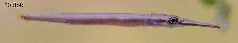 After ten days the fry resemble miniature versions of their parents...